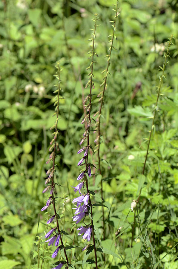 Campanula rapunculoides / Campanula serpeggiante